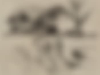 [Untitled] (preview)