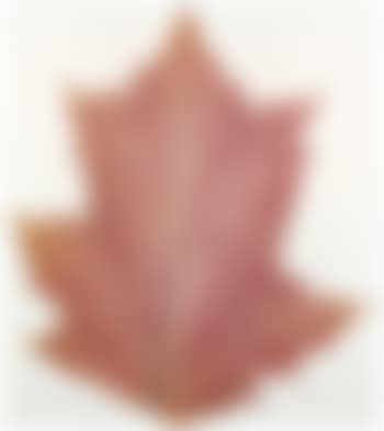 Ohne Titel (A Leaf) (preview)