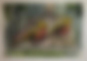 Couple de faisans dorés (preview)