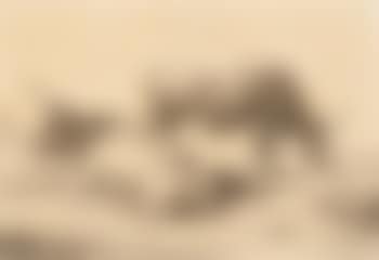 Two bulls in a landscape (preview)