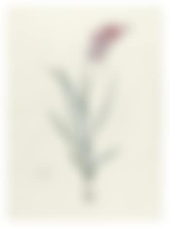 Ixia Hyalina (preview)