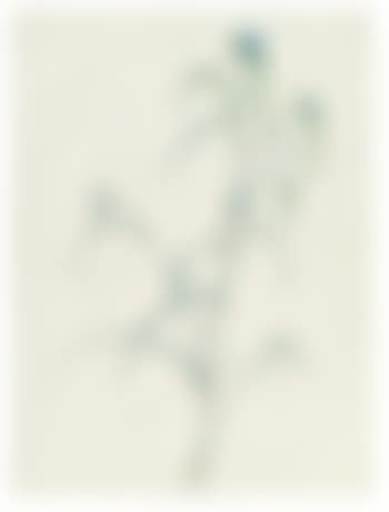 Commelina Dianthifolia (preview)