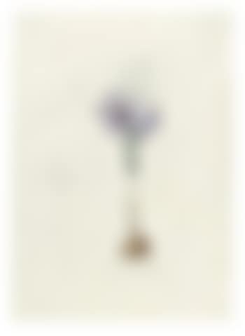 Crocus Sativus (preview)