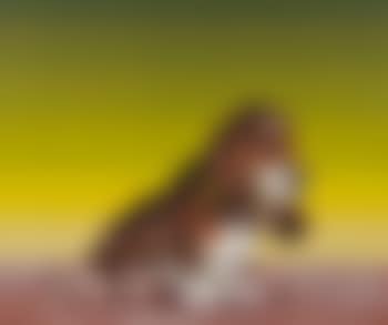 'Dog' from the 'Dog' series (preview)