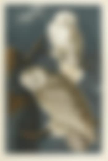 Snowy owl, Strix Nyctia (Plate CXXI) by John James Audubon (preview)