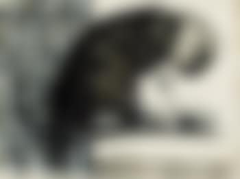 Senza titolo (preview)