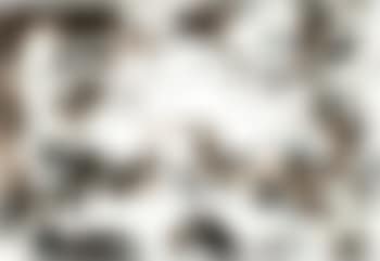 Metal I, from: Vegetable Series (preview)