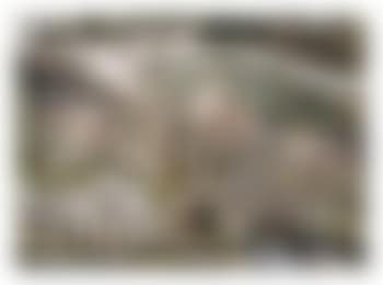 Wild Waste (preview)