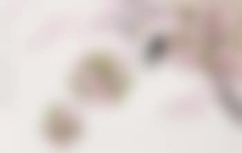 Singing swallows (preview)