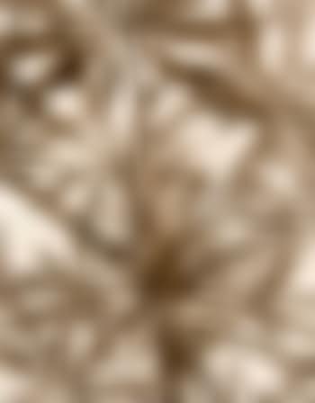 Helleborus foetidus (preview)