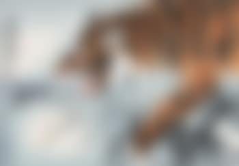 Tiger (preview)