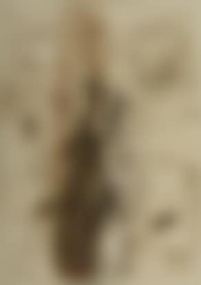 Memory of water: wood (preview)