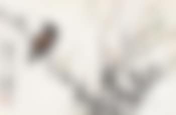 Bird perching on branch (preview)