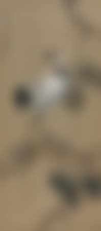 Longevity (preview)