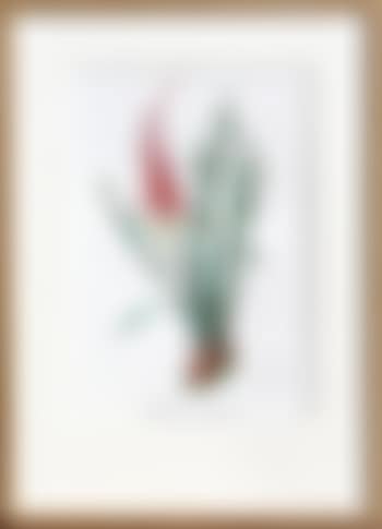 Kniphofia aphrodisiaca (preview)