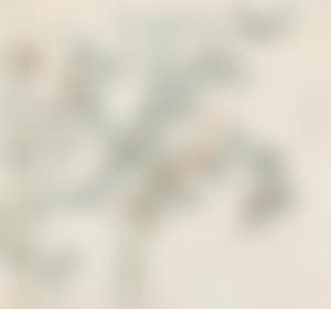 Sparrow by the Bamboo (preview)