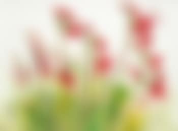 Red flowers (preview)