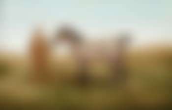 Brune le lad (preview)