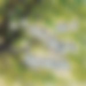 Birds (preview)