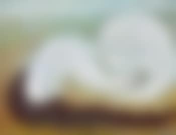 Nautilus (preview)