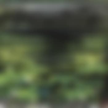 Lotus Pond (preview)