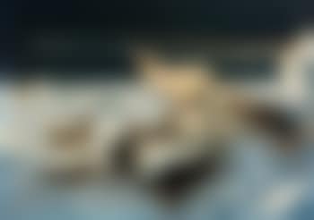Polar Bear with Sled Dogs (preview)