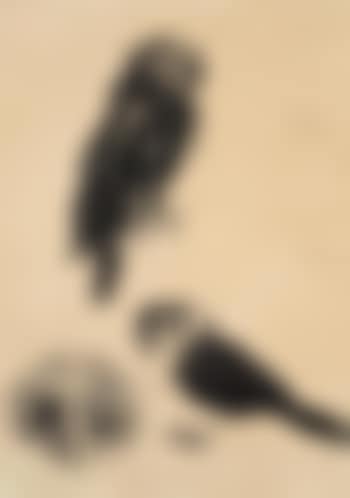 Papuan Hawk Owl, Barred Owlet-Night Jar, Small Brown Owl (preview)