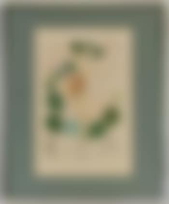 Begonia (Anacardium recordans) (preview)