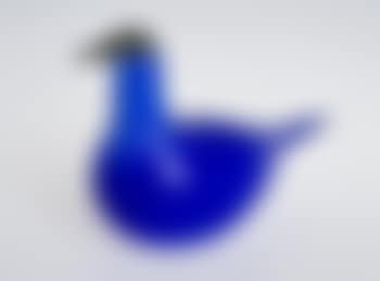 A pochard (preview)