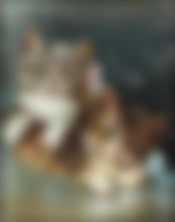 Two kittens (preview)