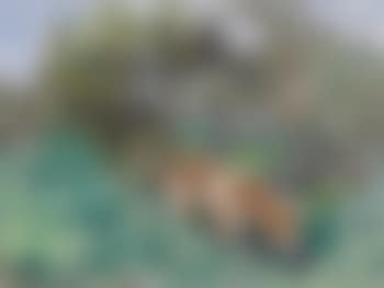 Studie eines Jagdhundes (preview)