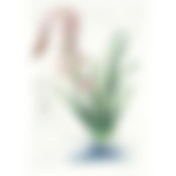Polyanthes Tyberosa et Cygnus vegetalis, from Surrealistic Flowers (Michler & Löpsinger 542) (preview)