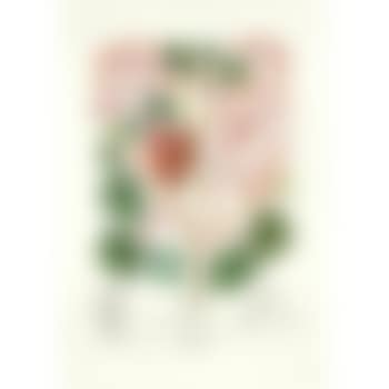 Begonia (Anacardium recordans), from Flordali (Michler & Löpsinger 233e) (preview)