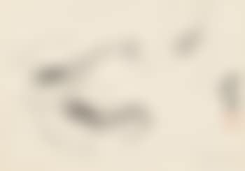 Shrimp (preview)