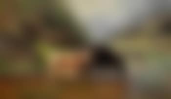 Ved vanningsstedet (preview)
