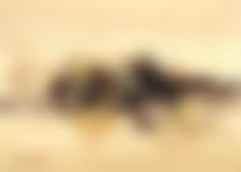 Untitled (preview)