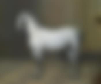 A Lipizzan stallion (preview)