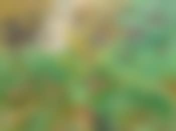 The wild garden (preview)