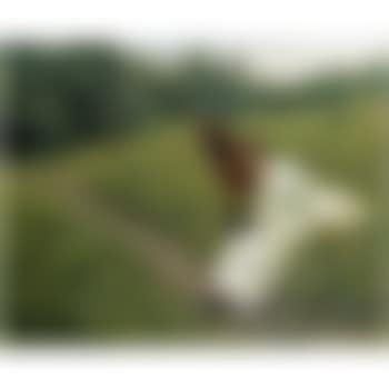 Idyll (preview)