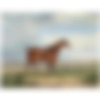 A Bay Hunter In An Extensive Landscape (preview)