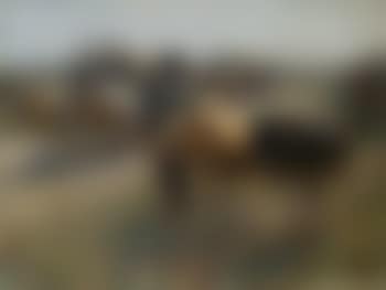 Bauerliche Begegnung (preview)