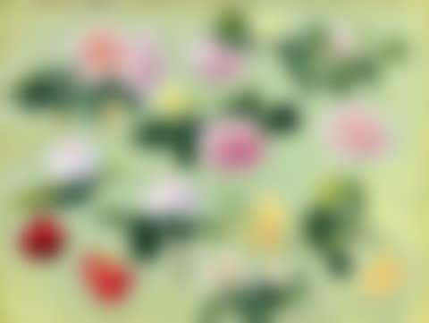 Les roses (preview)