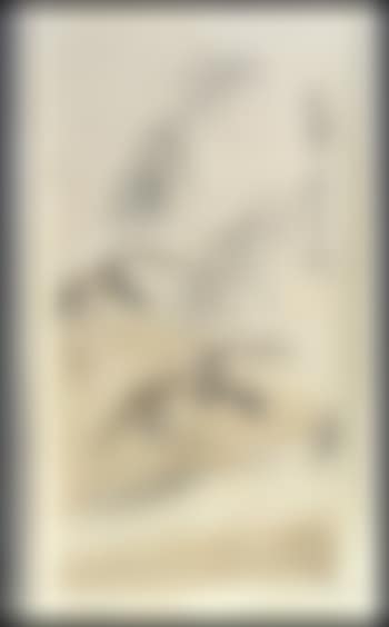 Birds in flight (preview)