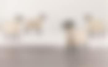 Set of four sheep (preview)