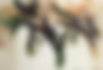 Solitude (preview)
