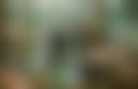 Courtly scene (preview)