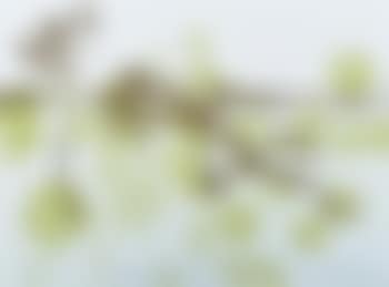 Swimming Frog (preview)
