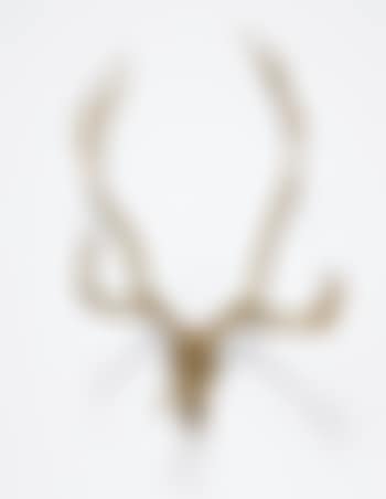 Caribou Skull (preview)