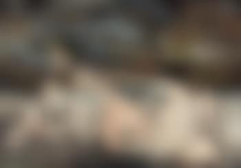 Liggende koe (preview)