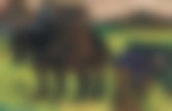 Veldarbeid met paard en kar (preview)